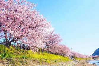 Пролетта превърна малко японско градче в приказна дестинация