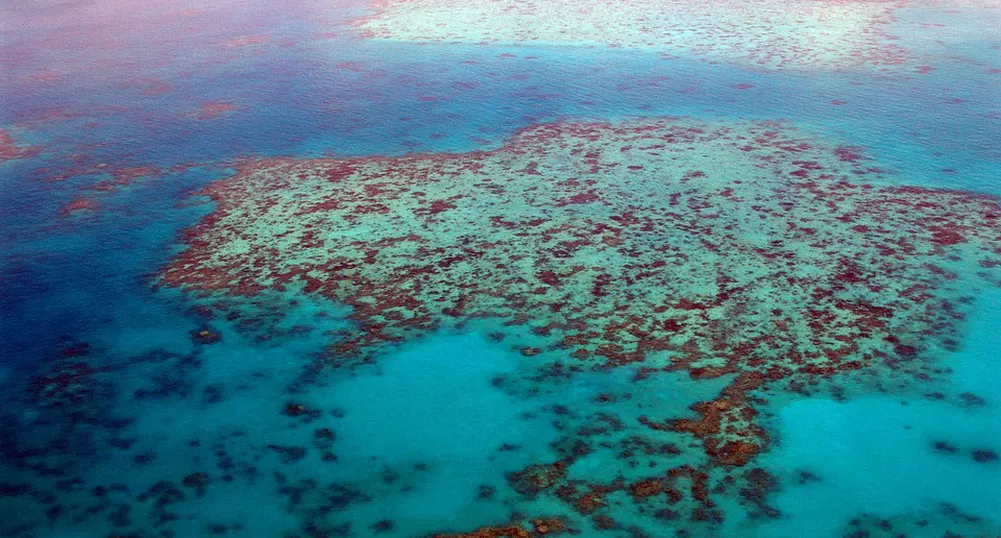 Части от Големия бариерен риф с най-голямо коралово покритие от 36 години
