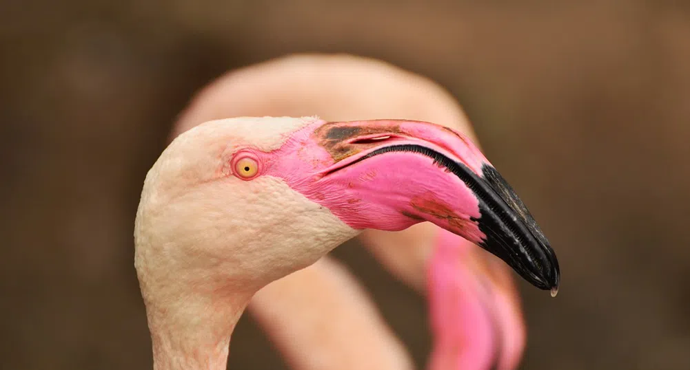 Рай на Бахамите си търси директор по фламинго