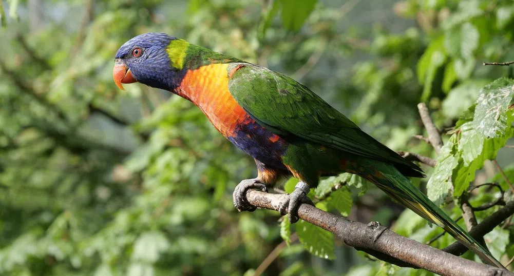 Папагали забавляват с ругатни посетителите на зоопарк