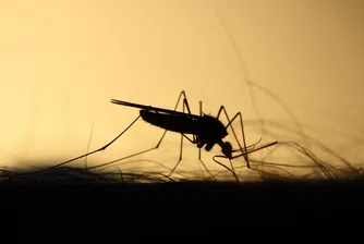 Генномодифицирани комари ще ограничават разпространението на зарази