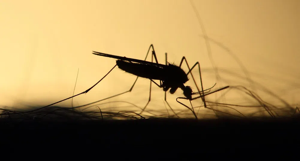 Генномодифицирани комари ще ограничават разпространението на зарази