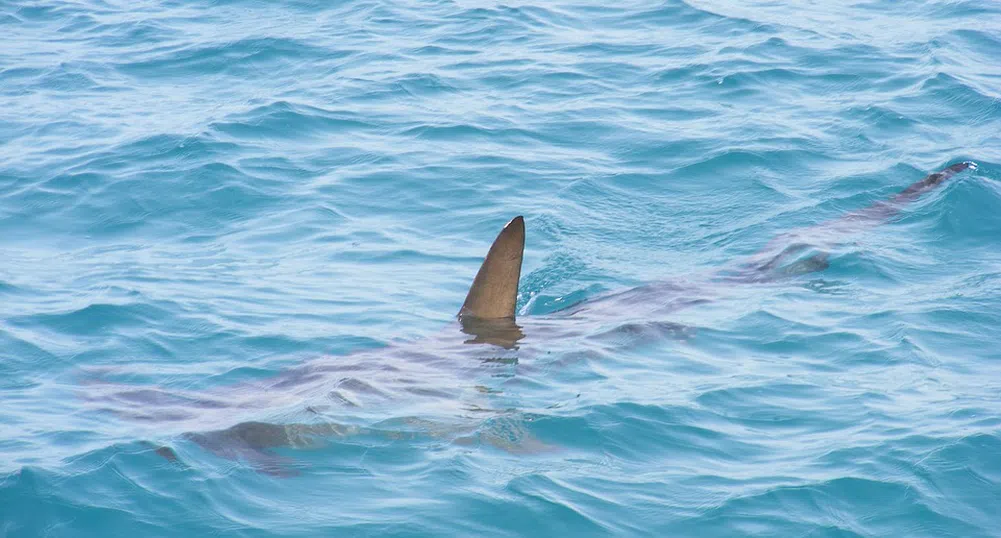 Учените откриха жива акула на 512 г.