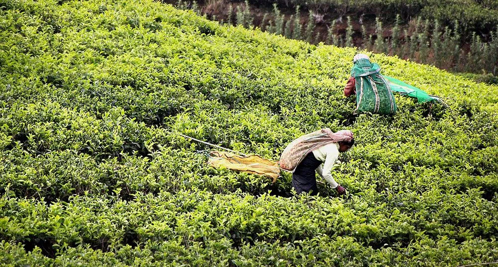 Шри Ланка планира да погаси свой петролен дълг с чай