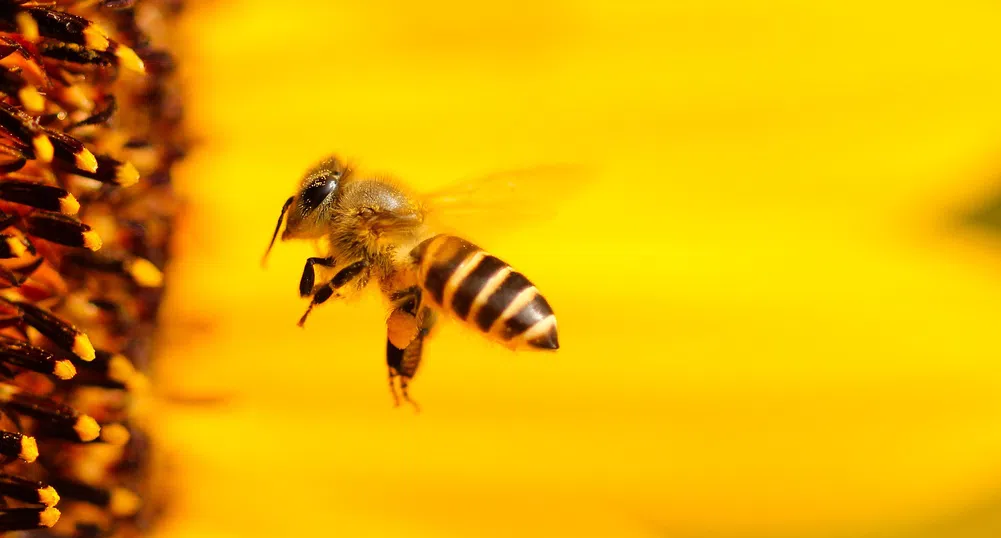 Как карантината помага на пчелите?