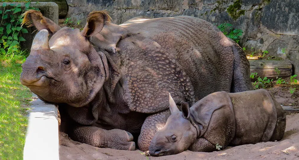 Надежда за вида: роди се бял носорог чрез изкуствено оплождане