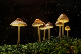 „Магическите гъби“ с една крачка по-близо до легализация