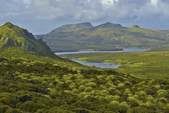 Остров Кембъл - домът на най-самотното дърво на планетата