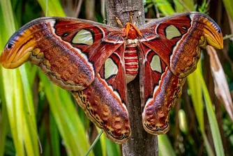 Attacus Atlas - най-голямата пеперуда в света (снимки)