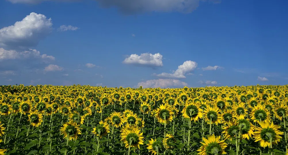 Производителите на олио у нас подкрепят вноса на украински слънчоглед