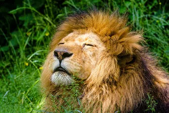 Срещу 107 долара на вечер: спите в къща, заобиколена от 70 лъва