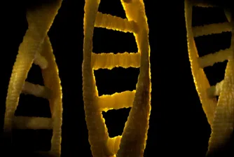 Откриха човешка ДНК в дъвка на 10 000 години