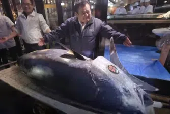 Продадоха 278-килограмова риба тон за рекордните 3 млн. долара