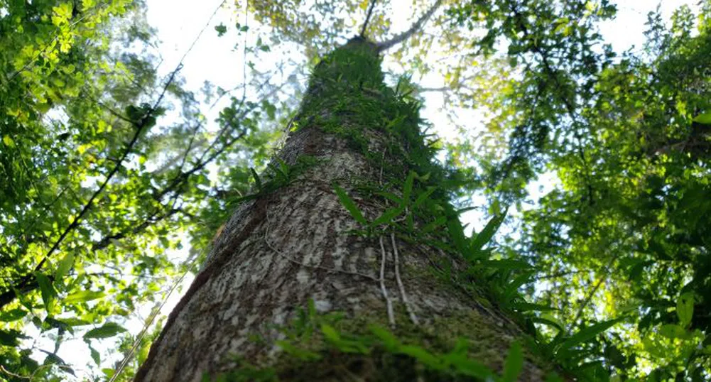 Да пипнеш най-голямото дърво в Амазония