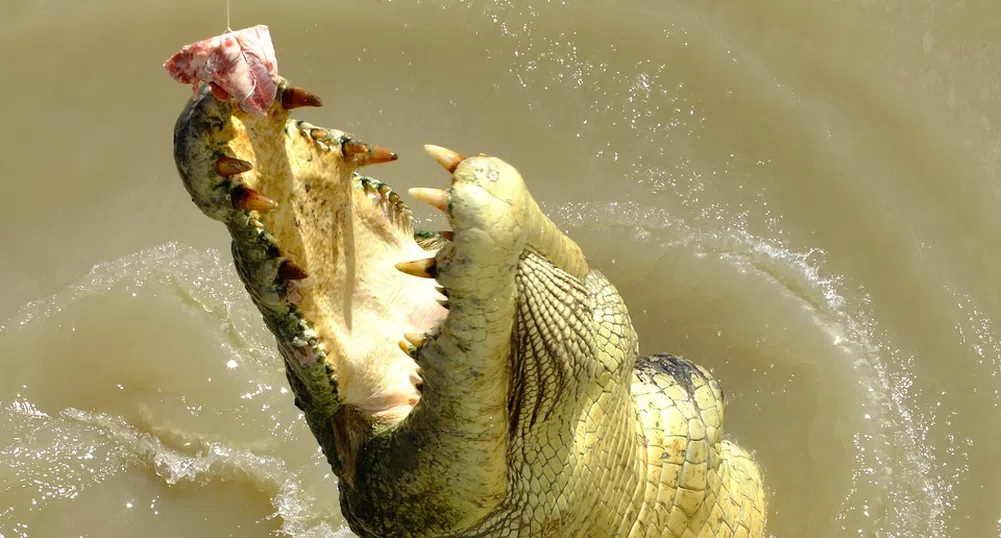Как човек на Пабло Ескобар избягва участта да стане храна за крокодилите