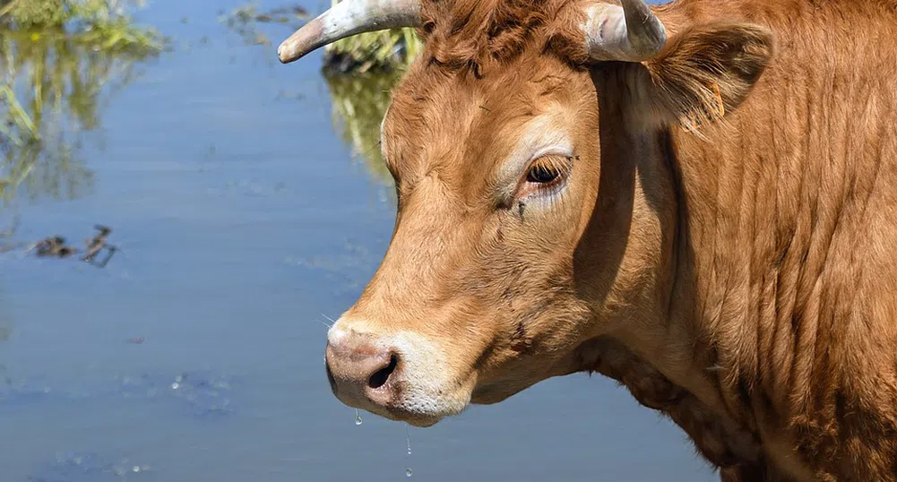 Крава, която избяга от кланица, бе заловена и почина от стрес