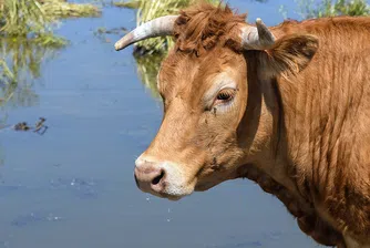 Крава, която избяга от кланица, бе заловена и почина от стрес