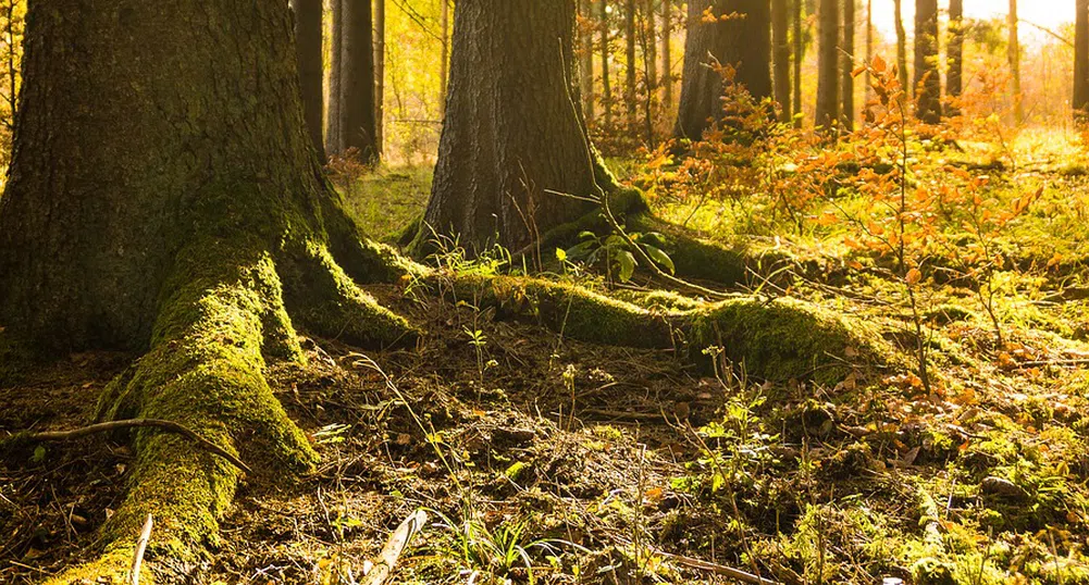 7000 са вече дръвчетата в „Новата гора на София“