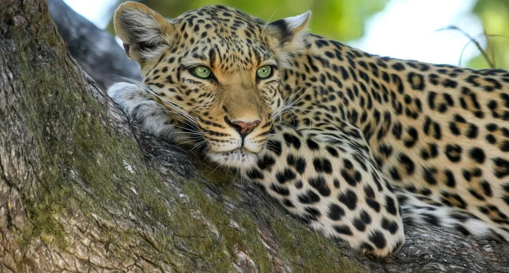 Ново интернет предизвикателство: открийте леопарда на снимката