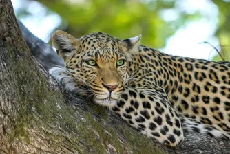 Ново интернет предизвикателство: открийте леопарда на снимката
