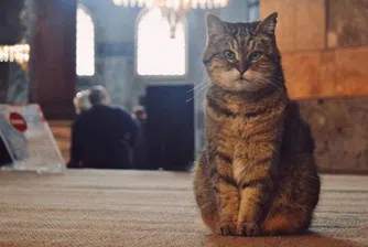 Котката, която се превърна в символ на Света София
