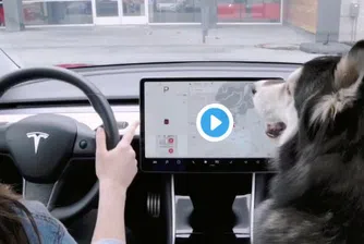 Tesla представи кучешки режим