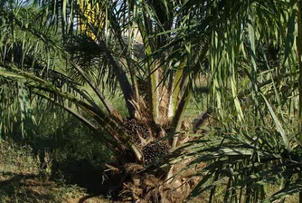 ЕС с мерки за ограничаване на употребата на палмово масло