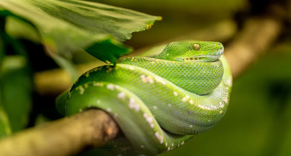 Китайски змии - източник на смъртоносния коронавирус
