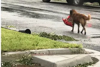 Куче стана необичаен символ на силната воля след урагана Харви