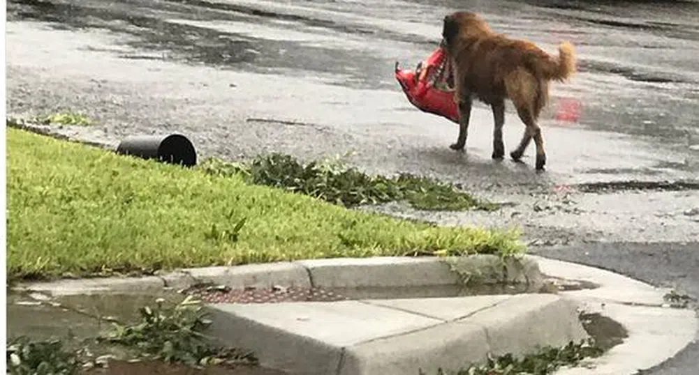 Куче стана необичаен символ на силната воля след урагана Харви