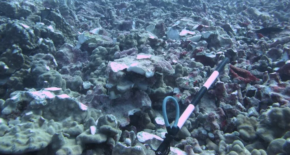 $100 0000 глоба за собственика на суперяхта, увредила коралов риф в Хавай