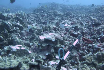 $100 0000 глоба за собственика на суперяхта, увредила коралов риф в Хавай