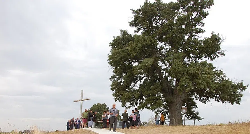 350-годишен дъб ще представя България в конкурс за дърво на годината