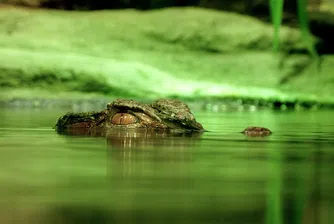 1.2 млн. крокодили в плен в повече от 1000 ферми в Тайланд