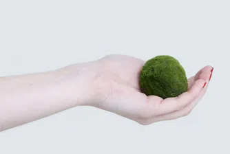 Тази малка зелена топка е най-модерният домашен любимец