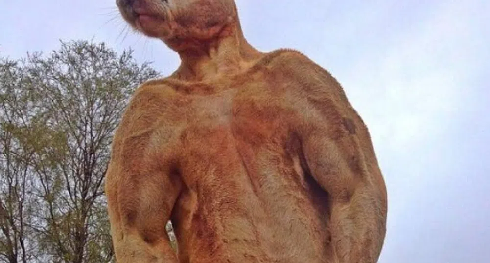 Популярното мускулесто кенгуру Роджър почина