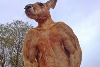Популярното мускулесто кенгуру Роджър почина