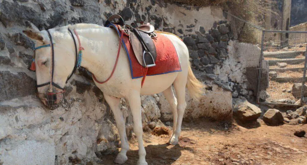 Как магаретата и мулетата в Санторини носят печалба от туристите
