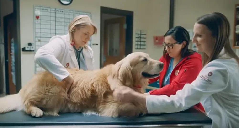 Милионер купи реклама за $6 млн. на ветеринари, спасили кучето му