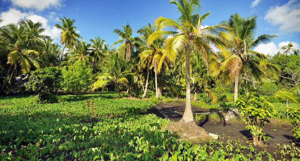 Най-големият плантатор на маслодайни палми търси ръст в чужбина