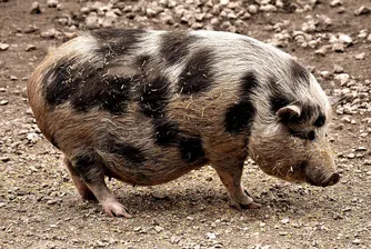 Диви прасета плуват в морето до Приморско - видеото хит в нета