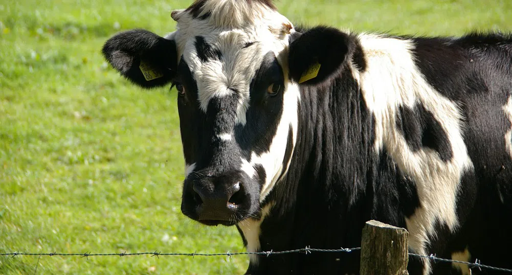 Крава-беглец с хъс за забавления се заклещи на водна пързалка (видео)