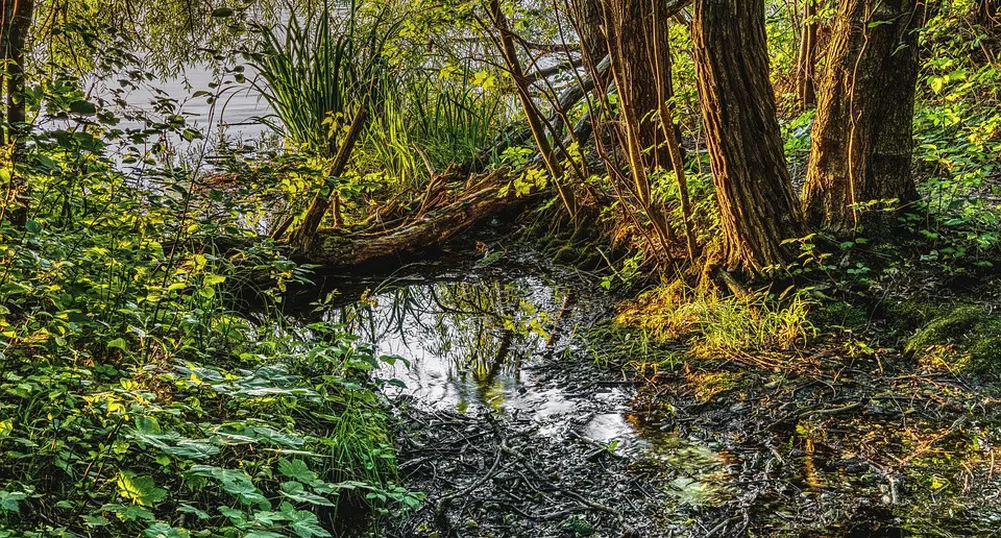 Защо, попадайки в блато, потъваме?