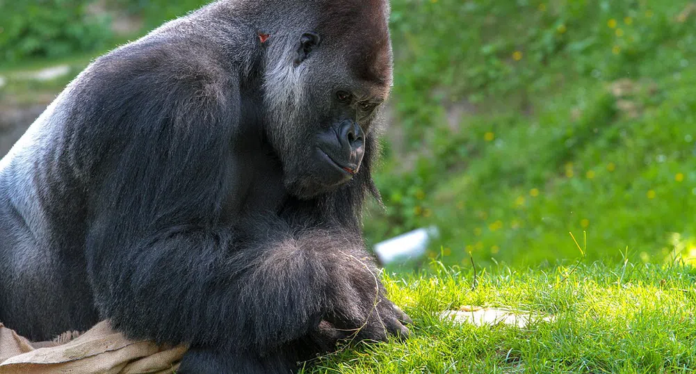 Как позира горила за селфи