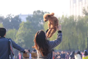 Официално: Кучетата в Китай вече ще са любимци, а не храна