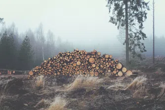 Дърводобив по финландски: 100% ефективност и нулеви загуби