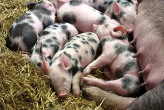Китайски компании инвестират в многоетажни свинеферми