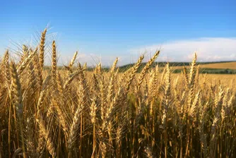 Цената на нивите в Добруджа счупи всички рекорди