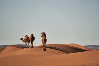Пандемията удари и пазара на камили