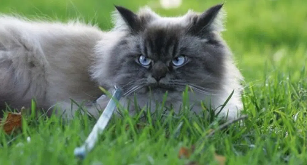 Запознайте се с Мерлин - най-намръщената котка в света